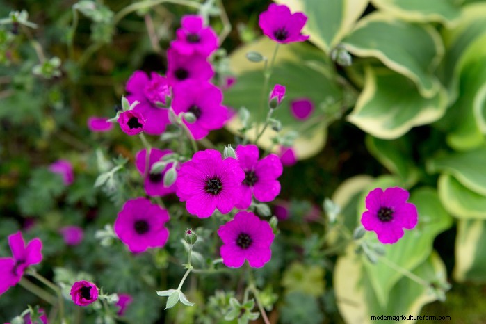Growing Hardy Geraniums: A Complete Guide for Vibrant Blooms