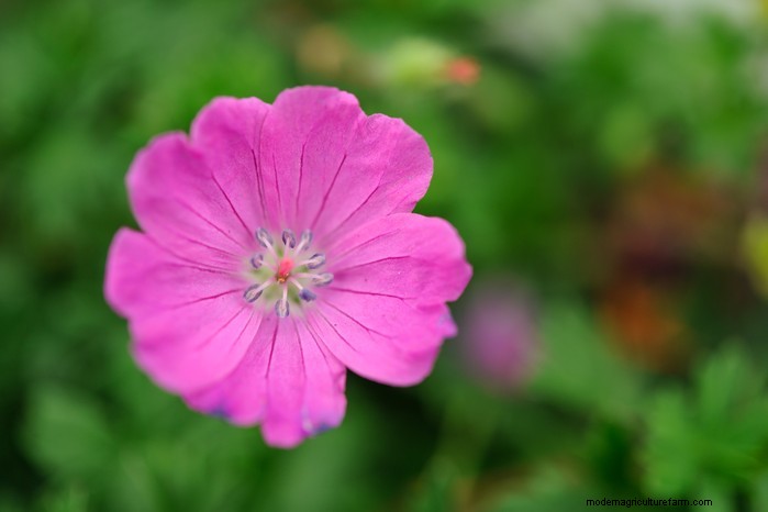 Growing Hardy Geraniums: A Complete Guide for Vibrant Blooms
