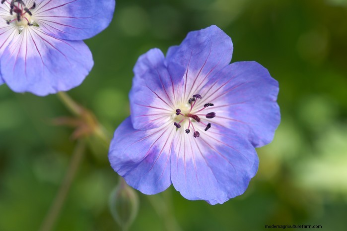 Growing Hardy Geraniums: A Complete Guide for Vibrant Blooms