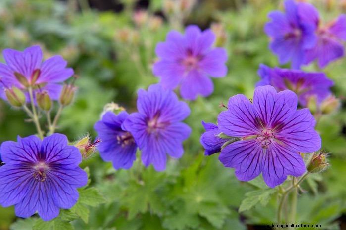 Growing Hardy Geraniums: A Complete Guide for Vibrant Blooms