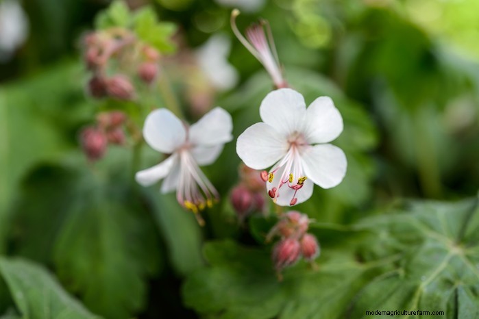 Growing Hardy Geraniums: A Complete Guide for Vibrant Blooms