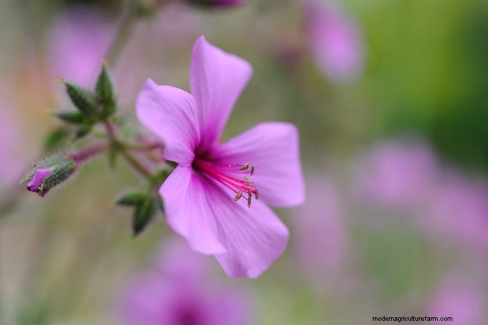 Growing Hardy Geraniums: A Complete Guide for Vibrant Blooms
