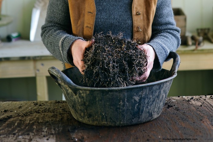 Dividing Perennials: A Simple Guide to Propagation