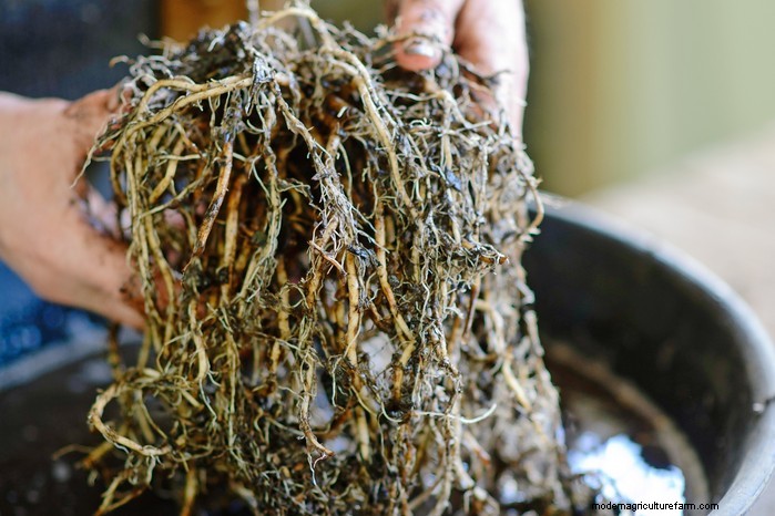 Dividing Perennials: A Simple Guide to Propagation