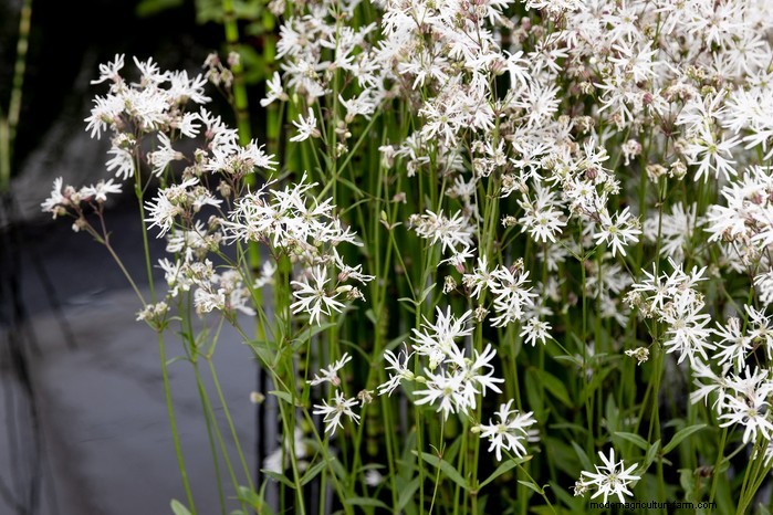 Growing Ragged Robin: A Guide to Cultivating This Native Wildflower