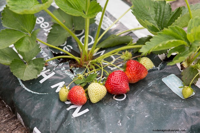 Top 8 Strawberry Planters & Containers for Balconies & Patios