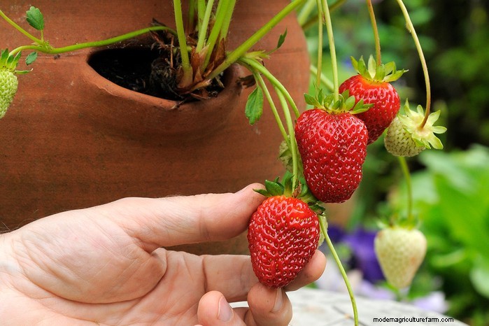 Top 8 Strawberry Planters & Containers for Balconies & Patios