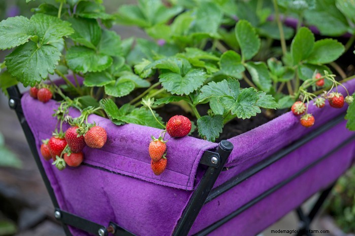 Top 8 Strawberry Planters & Containers for Balconies & Patios
