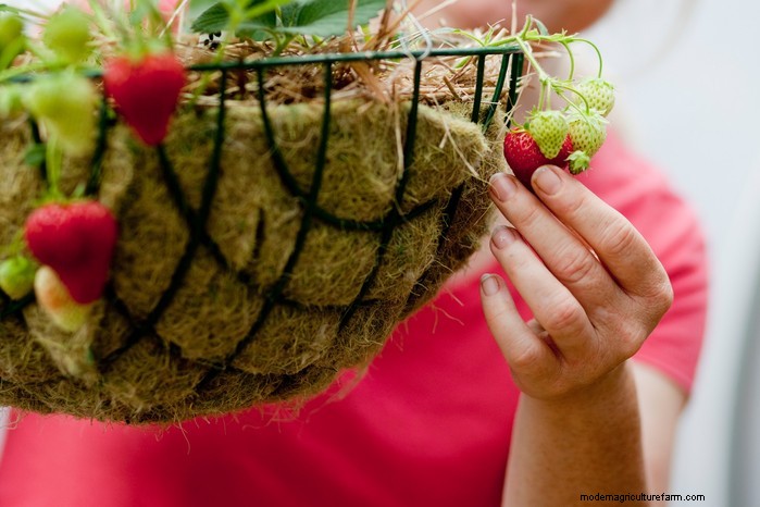 Top 8 Strawberry Planters & Containers for Balconies & Patios