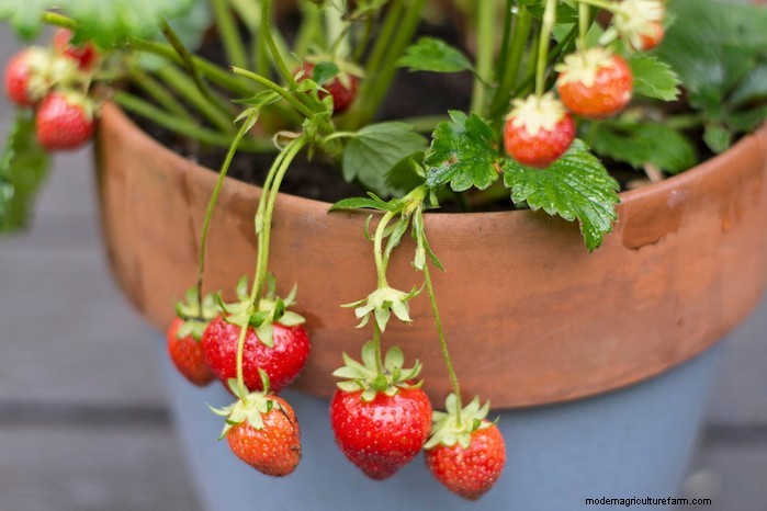 Top 8 Strawberry Planters & Containers for Balconies & Patios