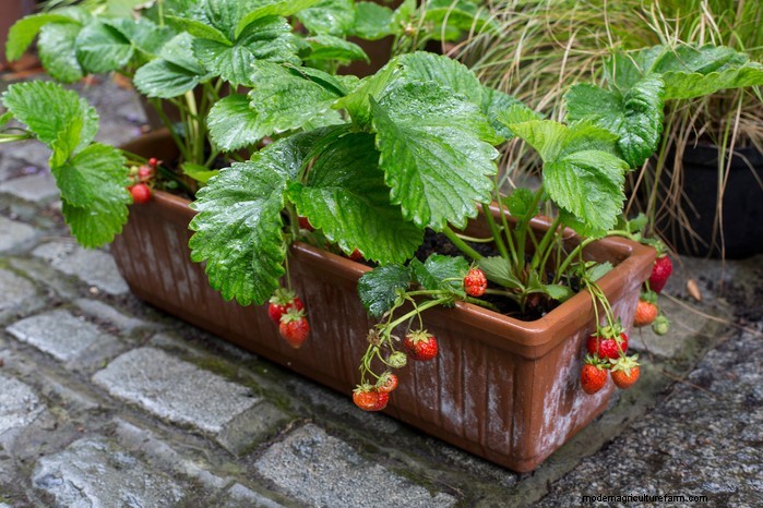 Top 8 Strawberry Planters & Containers for Balconies & Patios
