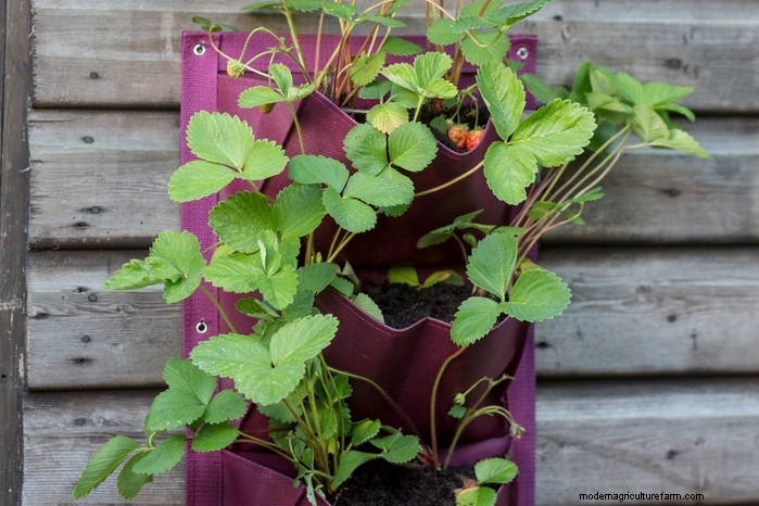 Top 8 Strawberry Planters & Containers for Balconies & Patios