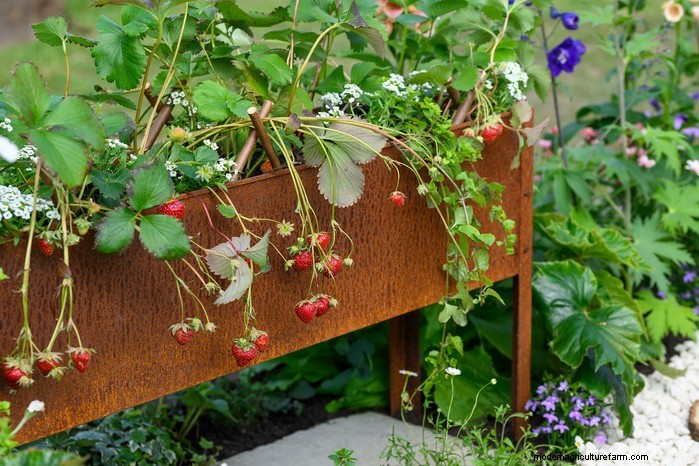 Top 8 Strawberry Planters & Containers for Balconies & Patios