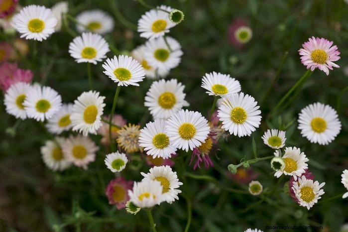 Drought-Tolerant & Low-Maintenance Container Plants | [Your Brand]