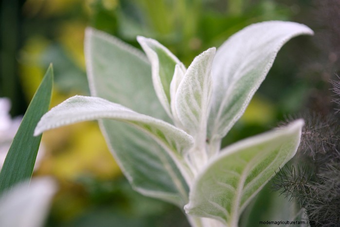 Drought-Tolerant & Low-Maintenance Container Plants | [Your Brand]