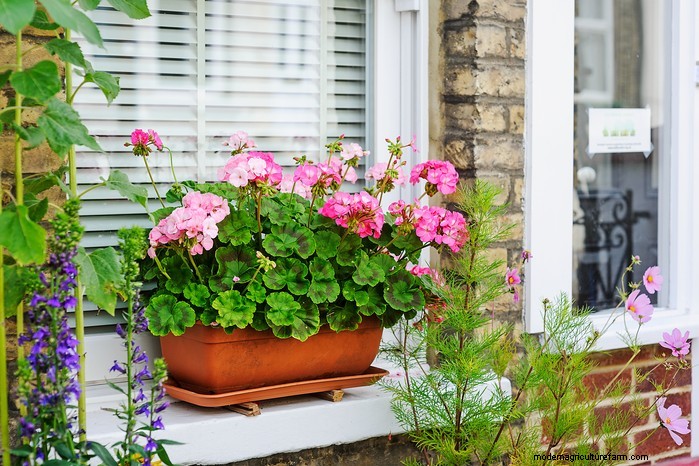 Drought-Tolerant & Low-Maintenance Container Plants | [Your Brand]