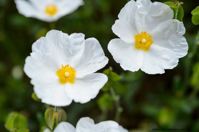 Drought-Tolerant & Low-Maintenance Container Plants | [Your Brand]