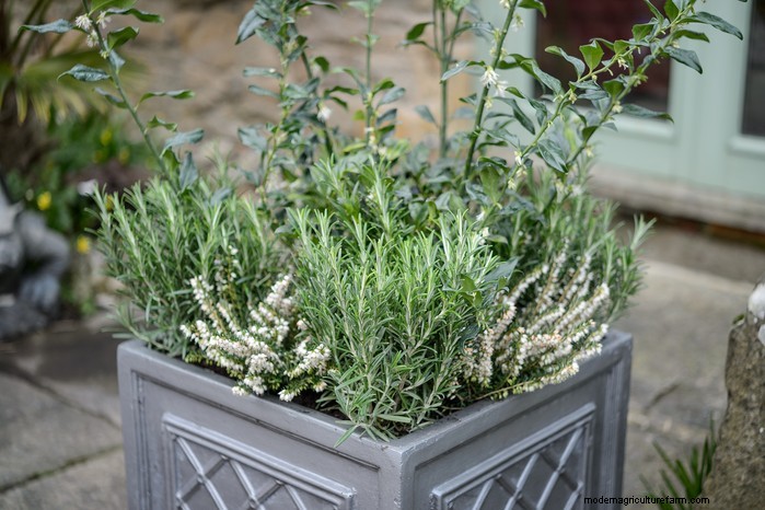 Drought-Tolerant & Low-Maintenance Container Plants | [Your Brand]
