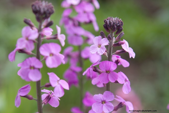 Drought-Tolerant & Low-Maintenance Container Plants | [Your Brand]