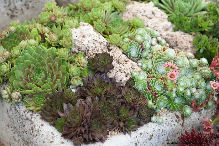 Drought-Tolerant & Low-Maintenance Container Plants | [Your Brand]