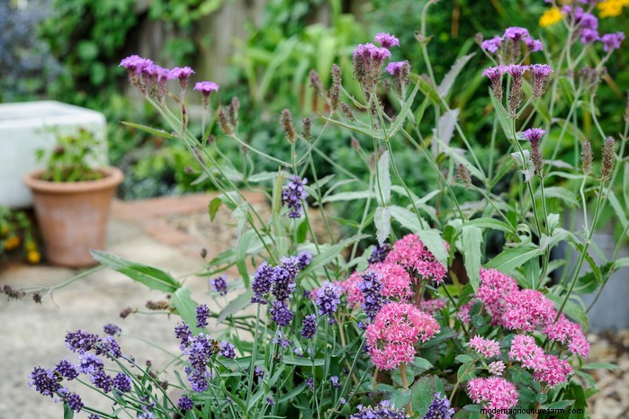 Drought-Tolerant & Low-Maintenance Container Plants | [Your Brand]