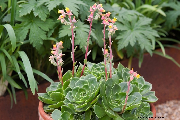 Drought-Tolerant & Low-Maintenance Container Plants | [Your Brand]