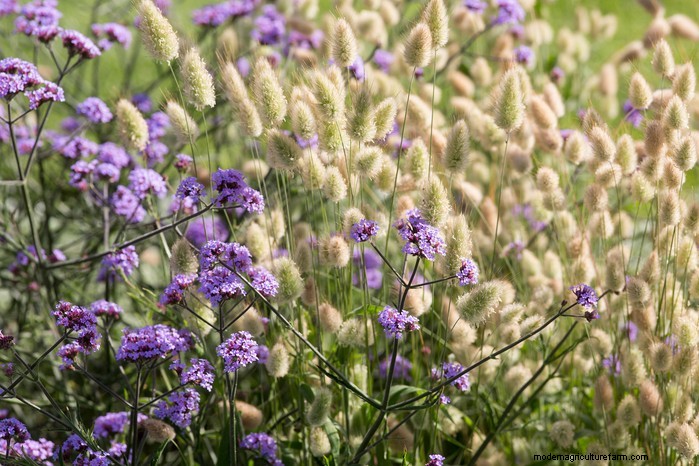 Drought-Tolerant & Low-Maintenance Container Plants | [Your Brand]