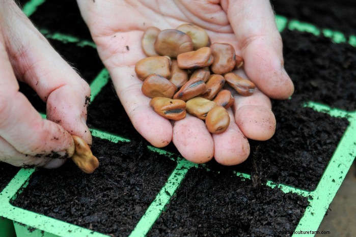 December Planting Guide: UK Vegetables & Flowers