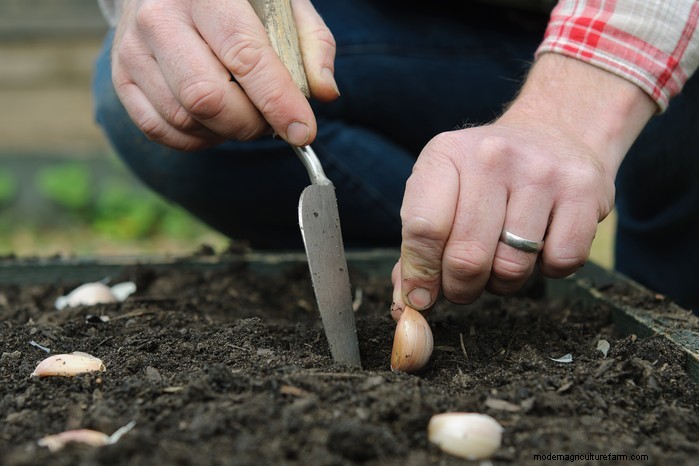 December Planting Guide: UK Vegetables & Flowers