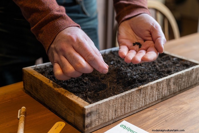 December Planting Guide: UK Vegetables & Flowers