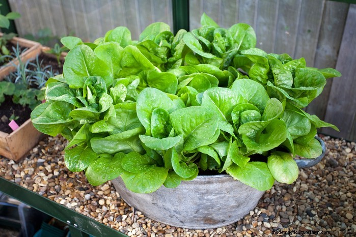 December Planting Guide: UK Vegetables & Flowers
