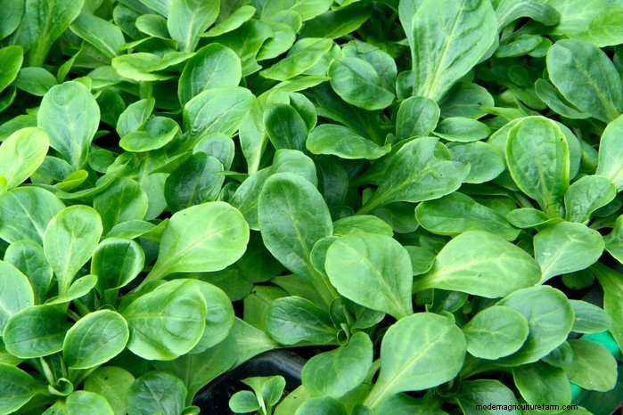 December Planting Guide: UK Vegetables & Flowers