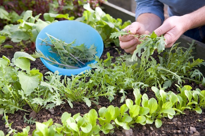 December Planting Guide: UK Vegetables & Flowers