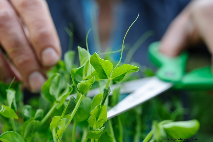 December Planting Guide: UK Vegetables & Flowers