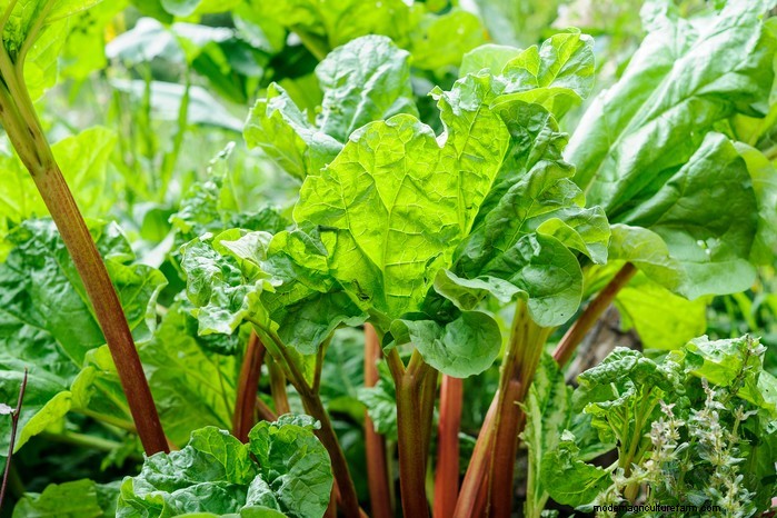 December Planting Guide: UK Vegetables & Flowers