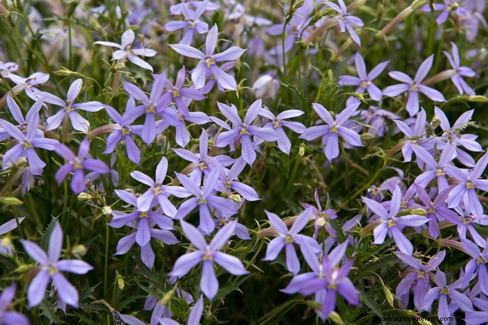 December Planting Guide: UK Vegetables & Flowers