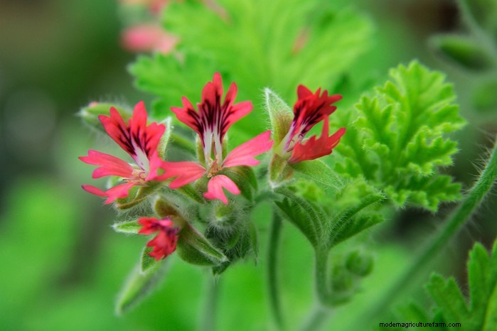 December Planting Guide: UK Vegetables & Flowers