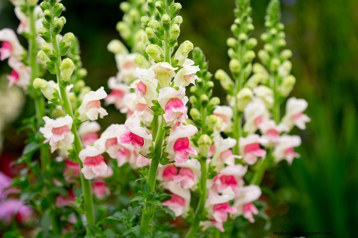 December Planting Guide: UK Vegetables & Flowers
