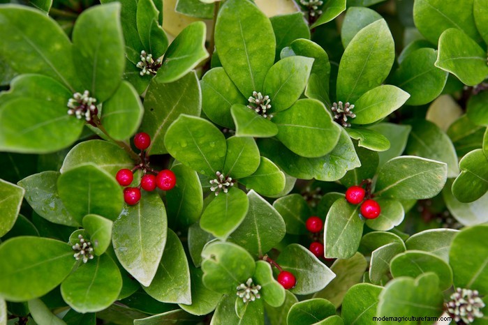 December Planting Guide: UK Vegetables & Flowers