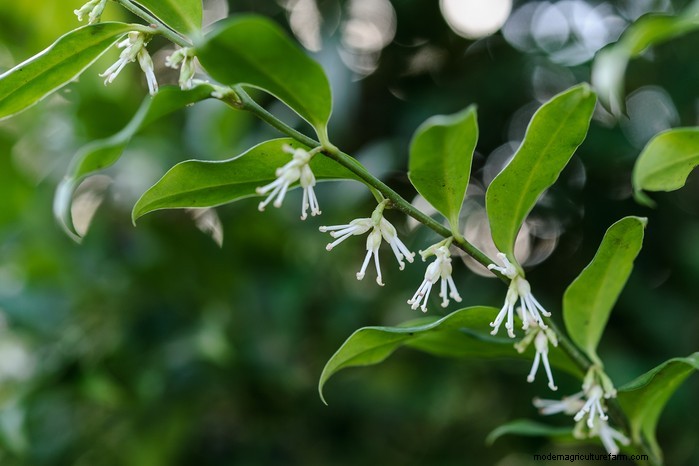 December Planting Guide: UK Vegetables & Flowers