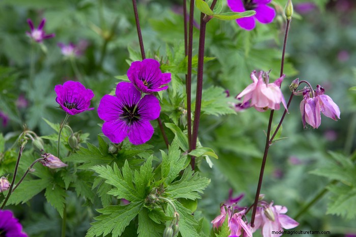 Best Plants for Sandy Soil: A Comprehensive Guide