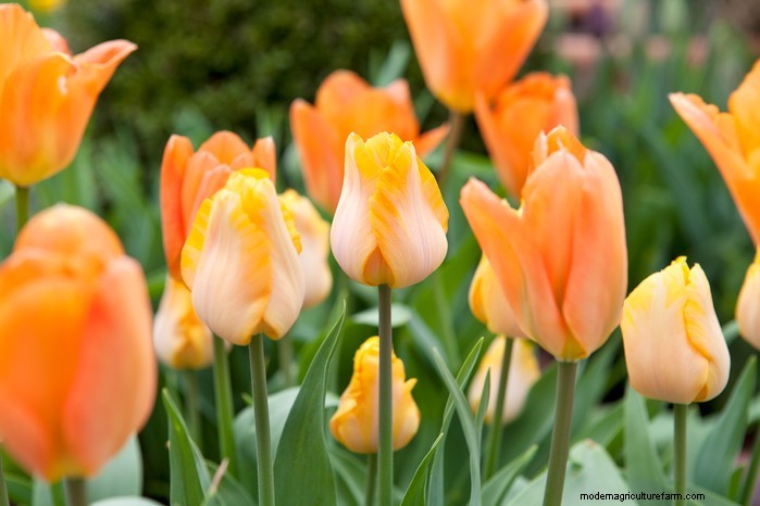 Best Plants for Sandy Soil: A Comprehensive Guide