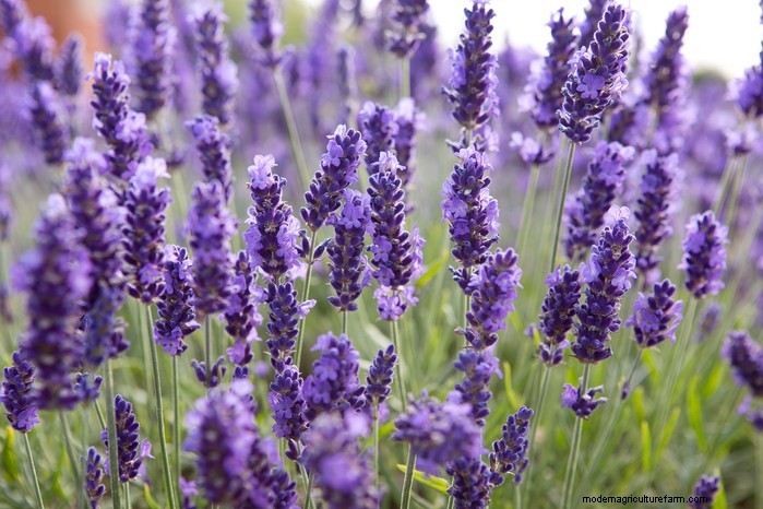Best Plants for Sandy Soil: A Comprehensive Guide