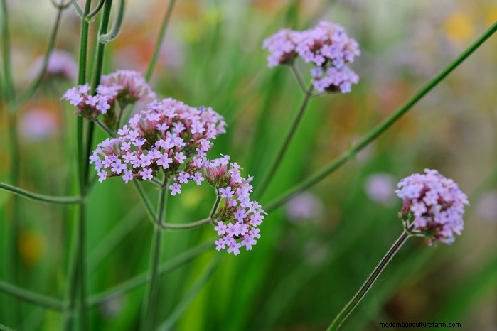Best Plants for Sandy Soil: A Comprehensive Guide