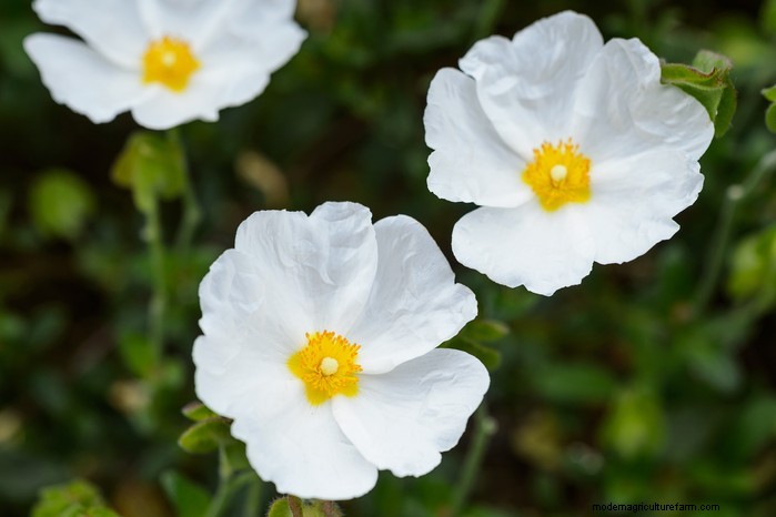 Best Plants for Sandy Soil: A Comprehensive Guide