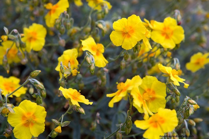 Best Plants for Sandy Soil: A Comprehensive Guide