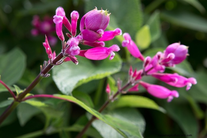 Best Plants for Sandy Soil: A Comprehensive Guide