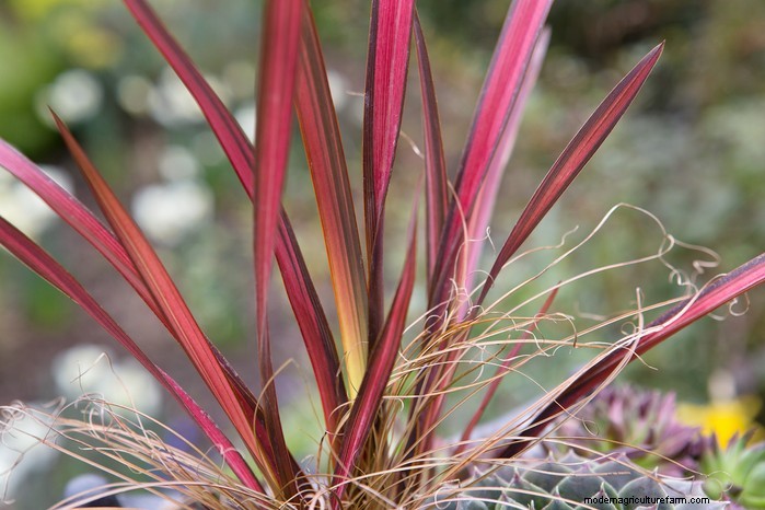 Best Plants for Sandy Soil: A Comprehensive Guide