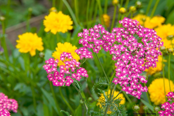 Best Plants for Sandy Soil: A Comprehensive Guide