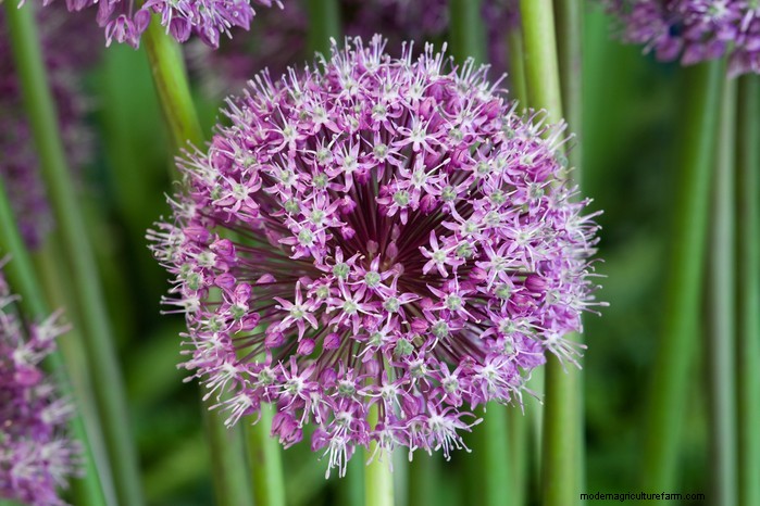 Best Plants for Sandy Soil: A Comprehensive Guide